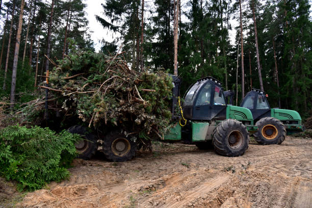 Crane forwarder machines at during clearing of a plantation. Crane forwarder machines at during clearing of a plantation. Wheeled harvester transports raw timber from the felling site out to a road for collection by a truck. Harvesters, forest Logging machines manufacturing sourcing stock pictures, royalty-free photos & images