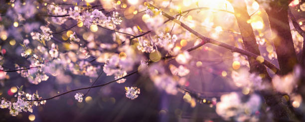 istock Beautiful Nature Scene with Blooming Tree and Sun Flare. Springtime 1303531063