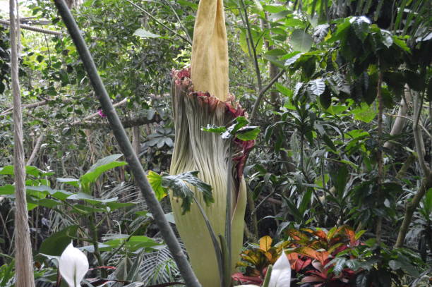 istock The gigantic and extraordinary flower, Arum Titan (Amorphophallus Titanum) 1303531136