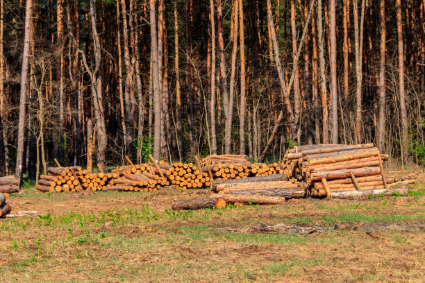 istock Stacked tree trunks felled by the logging timber industry in pine forest 1303531265