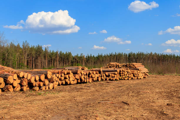 сложенные стволы деревьев, срубаемые лесозаготовительной промышленностью в сосновом лесу - 6728 стоковые фото и изображения