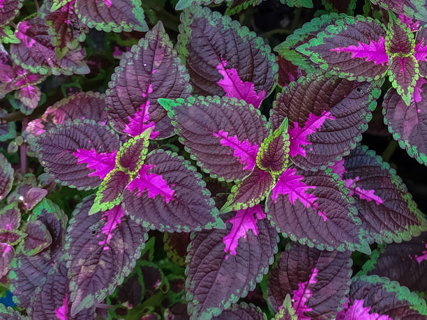 istock Flowers on a farm 1303531318