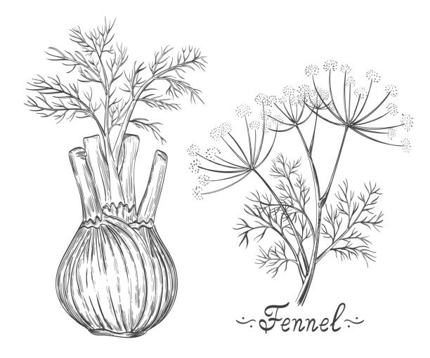 illustrations, cliparts, dessins animés et icônes de racine d’herbe d’épice de fenouil et ensemble botanique de tige. bulbe d’herbes. tige d’aneth avec des feuilles. nourriture végétarienne saine et fraîche. plante médicale. ingrédient de cuisson pour le menu. vecteur dessiné à la main d’en - fennel