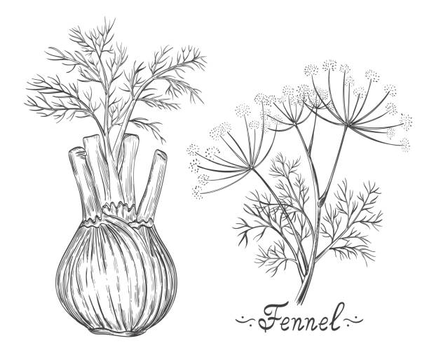 Fennel spice herb root and stem botanical set. Herb bulb. Dill stalk with leaves. Fresh natural healthy vegetarian food. Medical plant. Cooking ingredient for menu. Ink hand drawn sketch vector Fennel spice herb root and stem botanical set. Herb bulb. Dill leaves. Fresh natural spice. Medical plant. Healthy vegetarian food. Cooking ingredient for culinary menu. Hand drawn sketch vector inflorescence stock illustrations