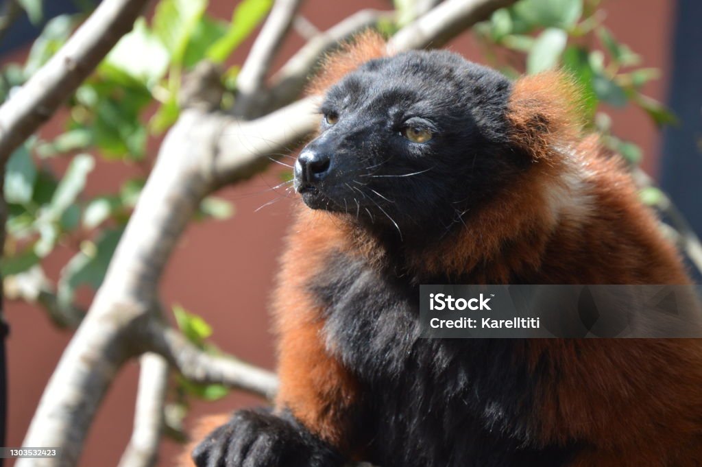 Lemurian, Primates Pairi Daiza Lemurs are primates. Some are distinguished by their long black striped tail. Alertness Stock Photo