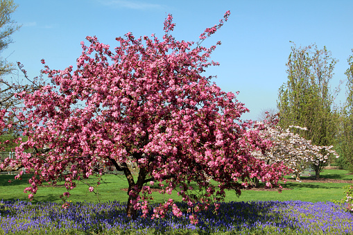 Blooming cherry tree in springtime.