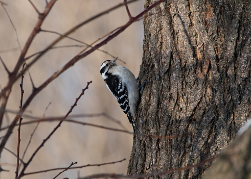 A female downey woodpecker climbs a tree in search of food during the winter.