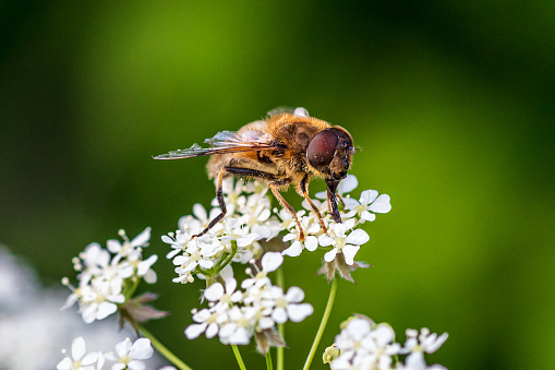 Detailed close up of a horse fly with large compound eyes sitting on a white flower
