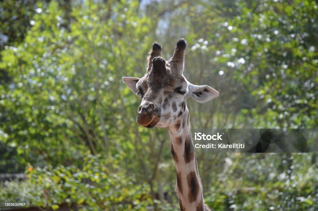 The girafe  .  Pairi Daiza The giraffe is a ruminant mammal living in the savannahs of Africa. Adult, it can reach 4.2 meters for a weight of 800 kilos. Africa Stock Photo