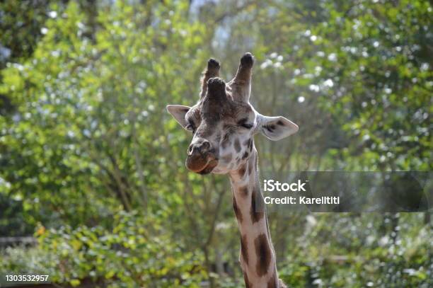 The Girafe Pairi Daiza Stock Photo - Download Image Now - Africa, Animal, Animal Body Part