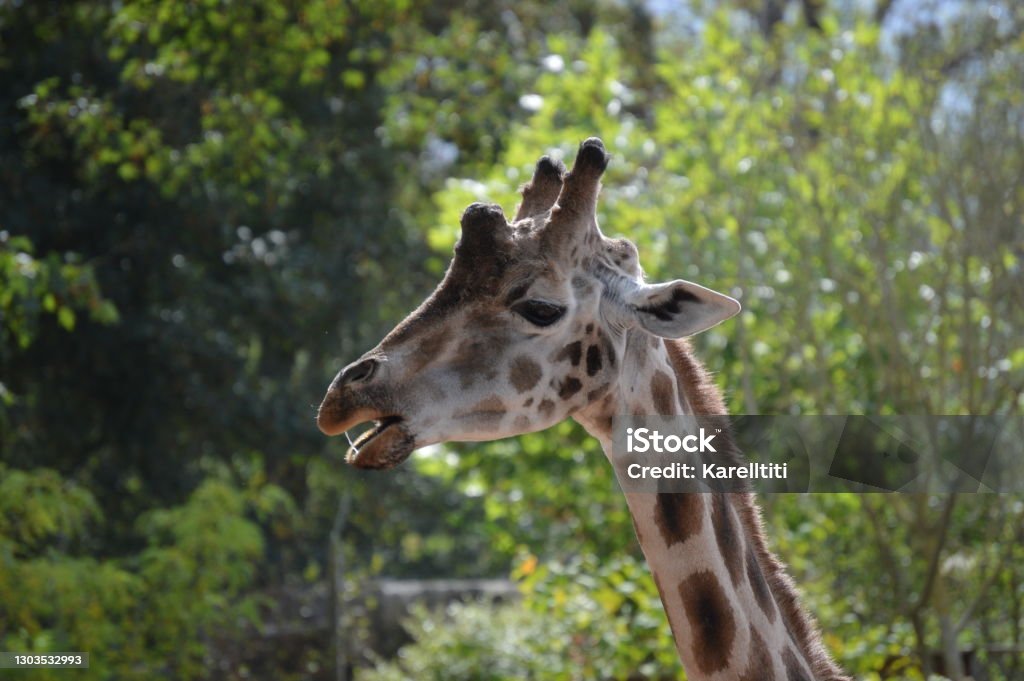 The girafe  .  Pairi Daiza The giraffe is a ruminant mammal living in the savannahs of Africa. Adult, it can reach 4.2 meters for a weight of 800 kilos. Africa Stock Photo