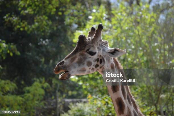 The Girafe Pairi Daiza Stock Photo - Download Image Now - Africa, Animal, Animal Body Part