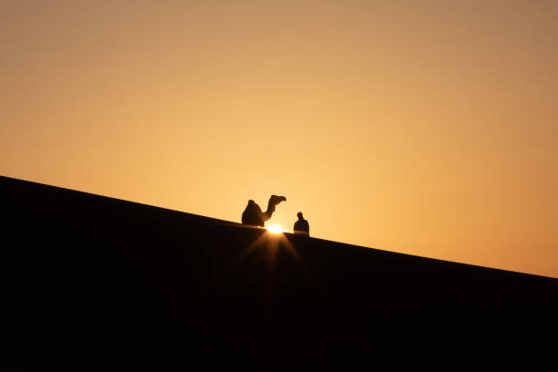 istock Silhouette of a man with a camel at sunset. 1303535534