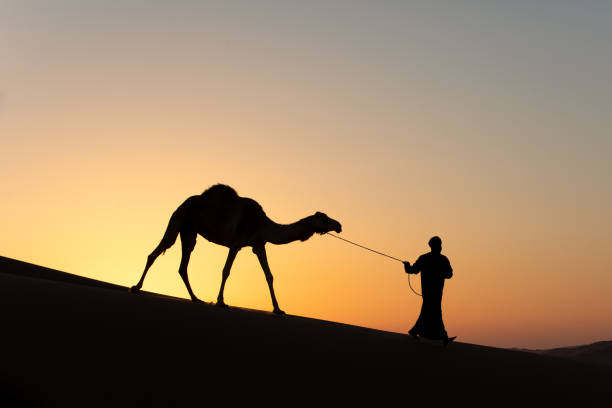 istock Silhouette of a man with a camel at sunset. 1303535536