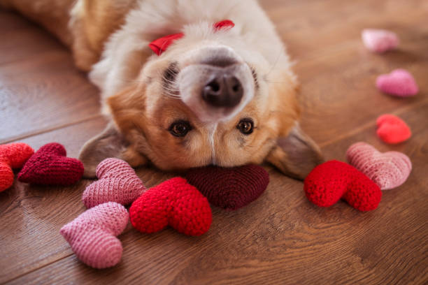 corgi cão está no chão em uma variedade de corações escarlates e rosas de malha - valentines day friendship puppy small - fotografias e filmes do acervo