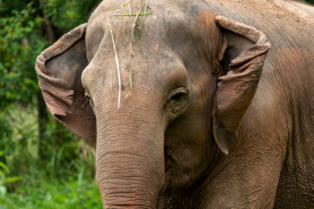 istock Asia elephant or Asiatic elephant 1303535979