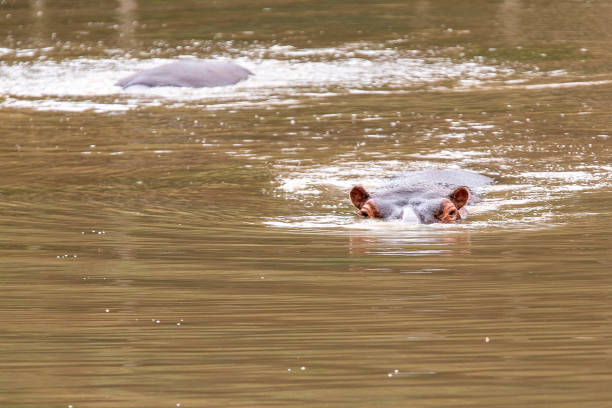 istock common hippopotamus floating in water 1303536089