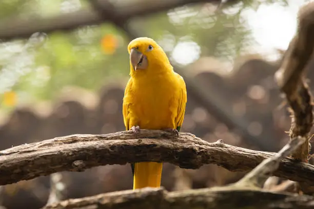 Portrait of a Ararajuba (Guaruba guarouba) on a tree branch. Bird has yellow and green colors. Neotropical parrot native to the Amazon Basin in the interior of northern Brazil.