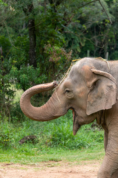 istock Asia elephant or Asiatic elephant 1303536274
