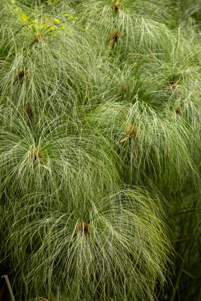 Close on a cluster of cones, part of the Longleaf Pine tree known for its endurance and long life.