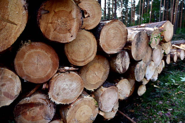rondins de pin dans la forêt après dégagement de plantation dans la forêt. bois brut du site d’approvisionnement. - lumber industry forest tree pine photos et images de collection