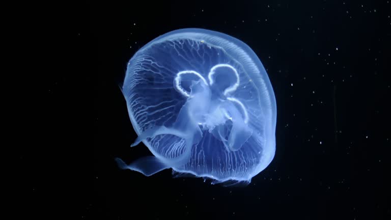 Close up of Jelly blubber jellyfish (Blue blubber jellyfish or Catostylus mosaicus) slow moving underwater on black background