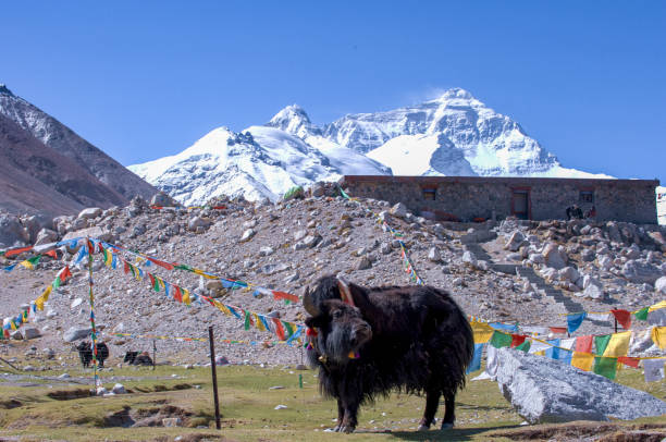istock Yak at Mount Everest, Tibet 1303542094