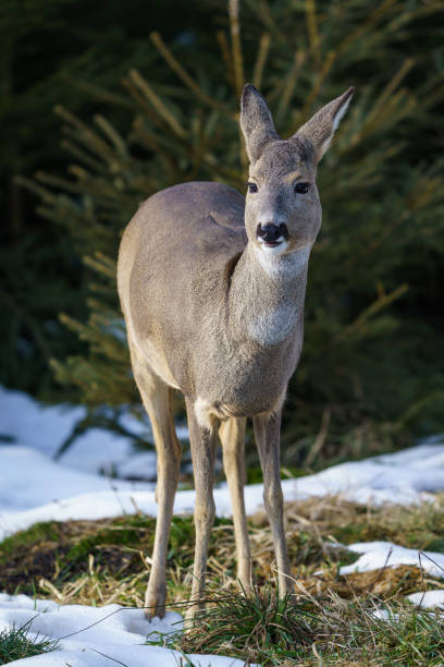 istock Roe deer in forest, Capreolus capreolus. Wild roe deer in winter nature. 1303545566