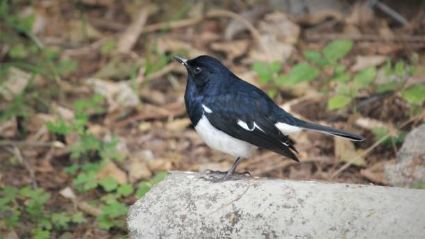 istock Angry Birds in My Backyard 1303545874