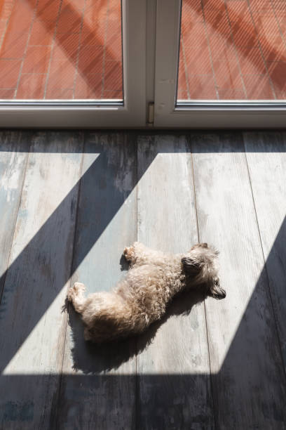 istock Dog sunbathing on the floor 1303548170