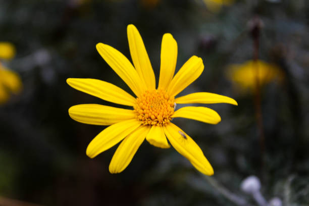 istock Anthemis or corn chamomile yellow big flower background 1303549984