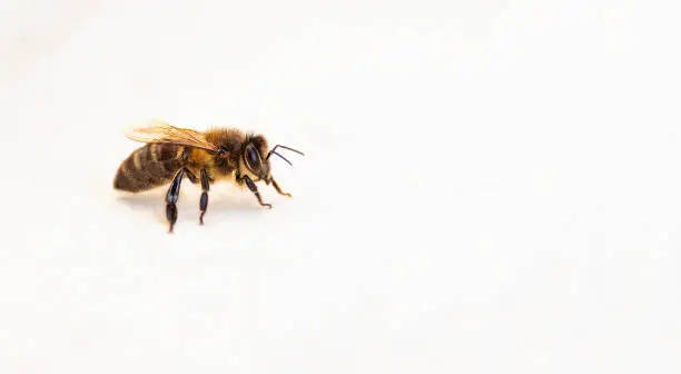 Photo of worker bee