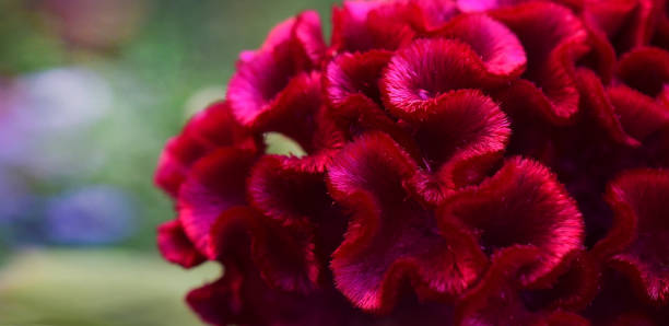 istock Beauty in nature, background 1303550826