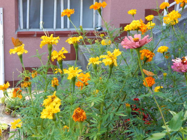 istock Garden with colorful flowers in bloom 1303551312