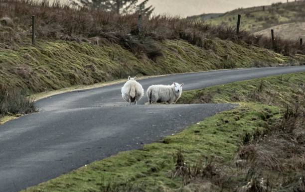istock Sheep On A Scottish Rural Road. 1303551924