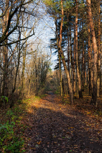 istock deciduous trees in the autumn season 1303552261