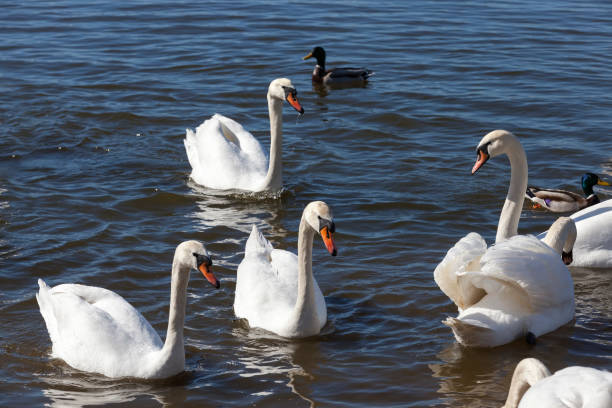 istock floating on the water a group of white Swan 1303552284