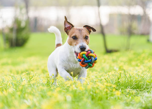 rodzinny pies bawiąc się kolorową zabawką na wiosennym trawniku w kwiatach - dog park retrieving humor zdjęcia i obrazy z banku zdjęć