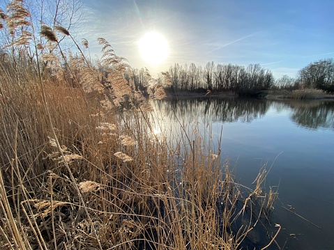 Water edge in the early morning with reed and sunlight reflection