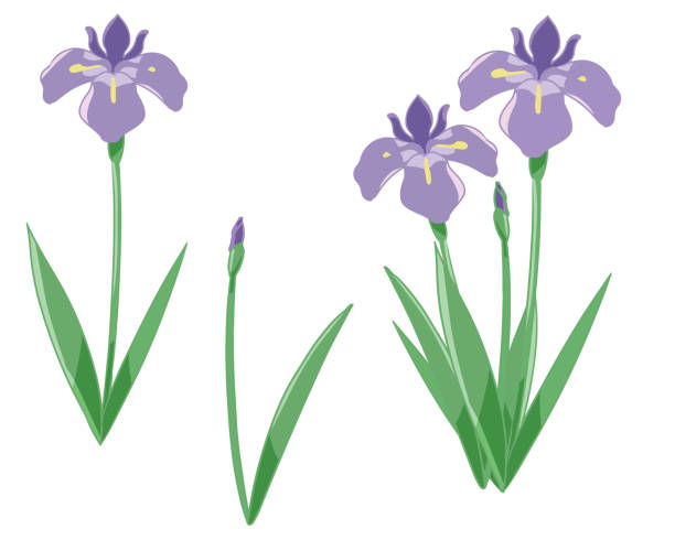 Iris purple lineless Created with Illustrator ＆ CLIP STUDIO PAINT. iris laevigata stock illustrations