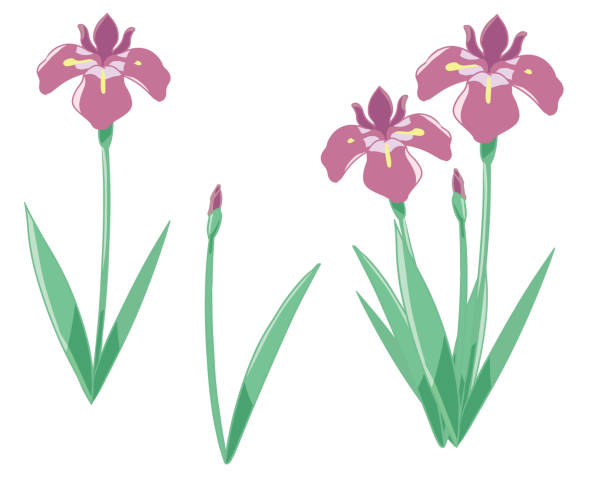 Iris pink without lines Created with Illustrator ＆ CLIP STUDIO PAINT. iris laevigata stock illustrations