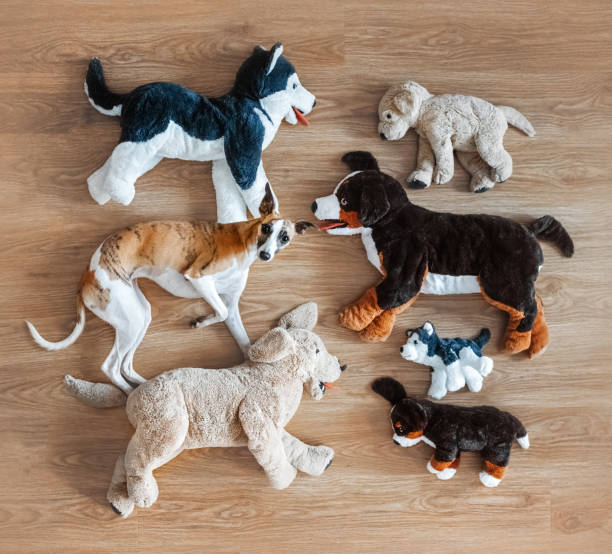 cute funny whippet dog lying on wooden floor near various plush toy dogs: adult animals and little puppies of bernese mountain dog, siberian husky and golden retriever breed. - dog group of animals variation in a row imagens e fotografias de stock