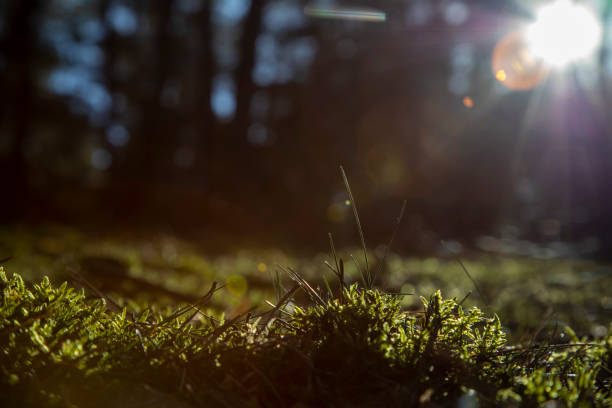 istock view into a forest, nice green color and sunbeams, moss on the forest floor 1303553392