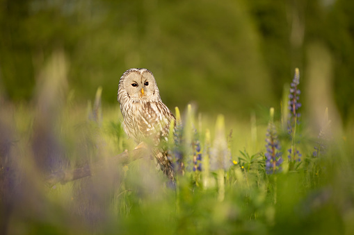 Ural owl (Strix uralensis) siting on broken branch inside flowering meadow in summer morning