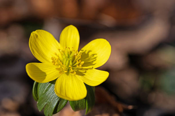 early Eranthis hyemalis flower in a forest