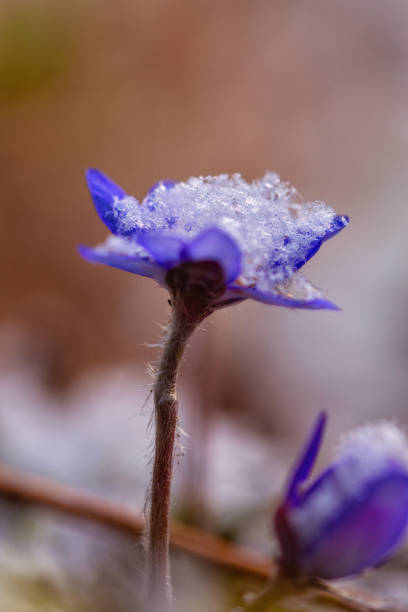 istock Blue anemone flower and snow, close-up view 1303554244