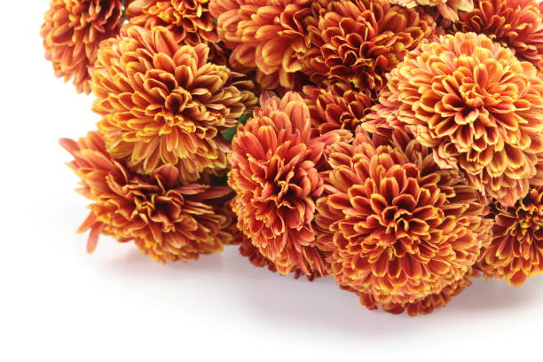 istock bouquet of chrysanthemum in a white background 1303555444