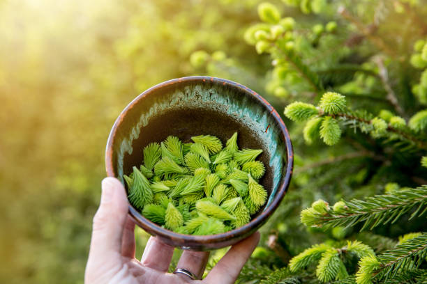 istock Picked spruce tree Picea fresh tips in spring outdoors from growing spruce tree. Food and herbal medicine ingredients. 1303555885