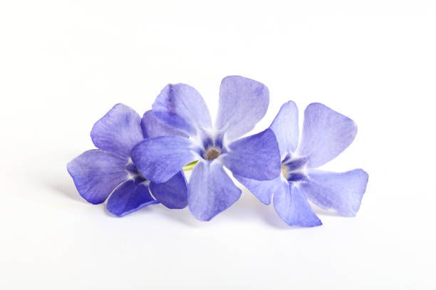 istock blue flowers, three flowers close-up isolated on white background 1303559459