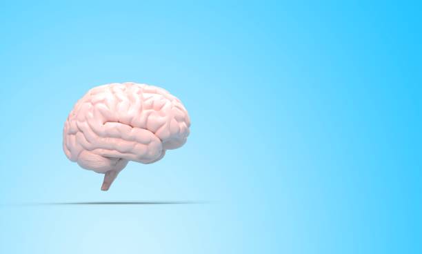 istock illustration of human brain - 3D rendering 1303559623